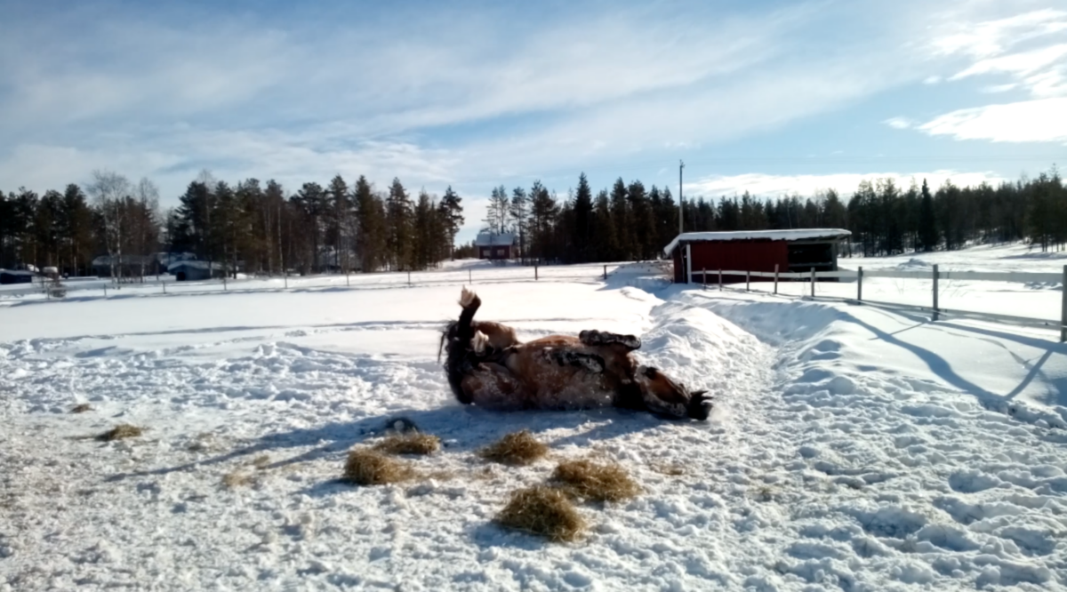 Fritz im Schnee