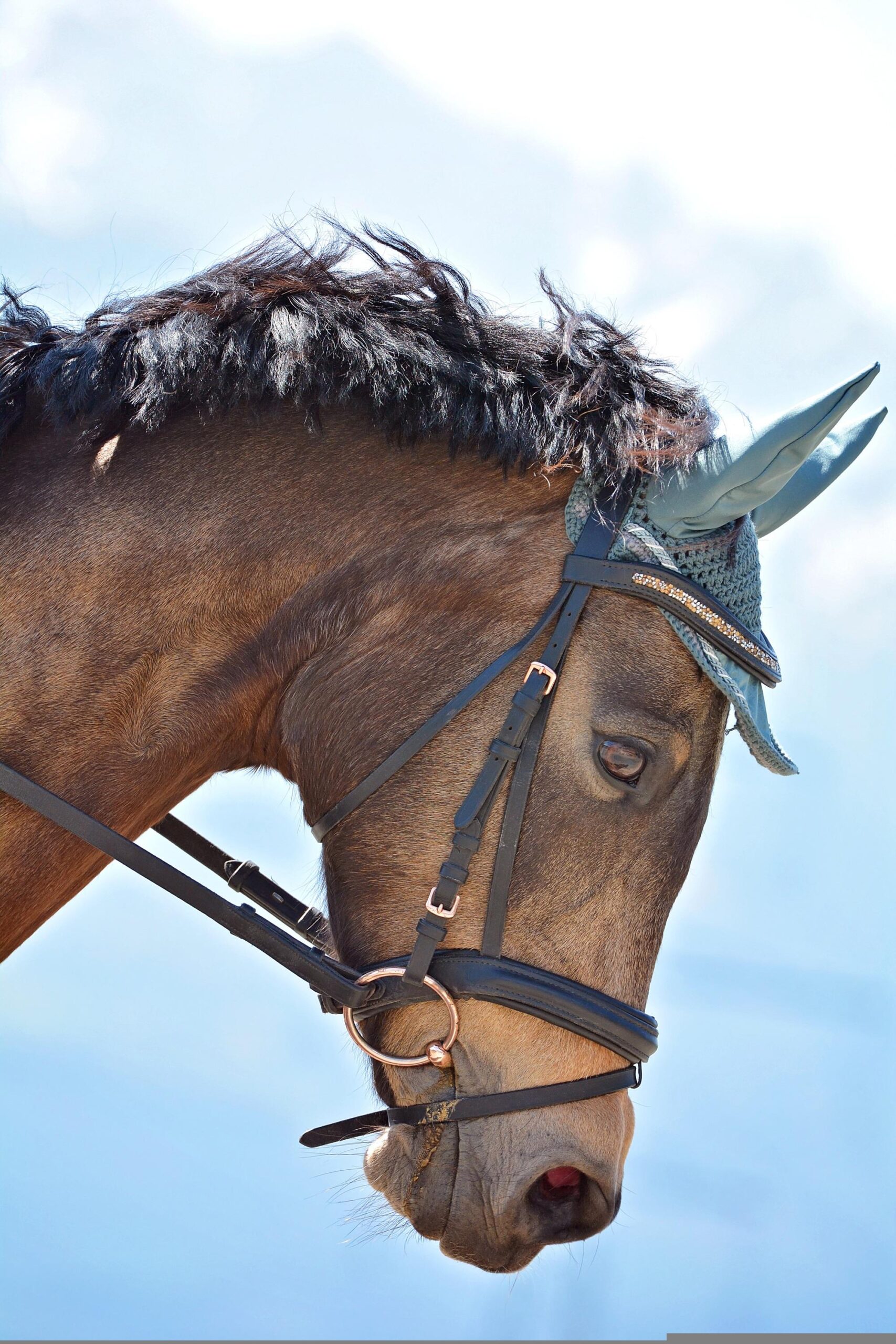 horse-6287217 Pferd Sperrriemen