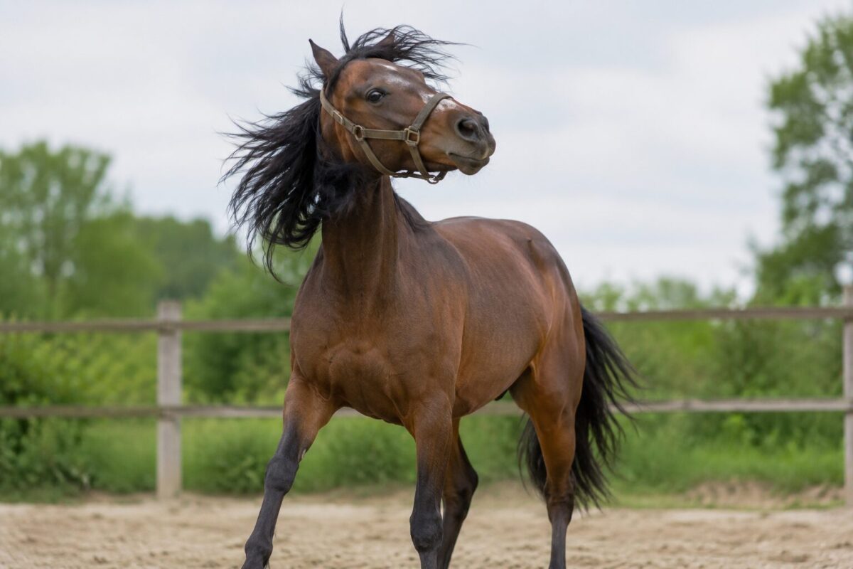 Pferd Stress