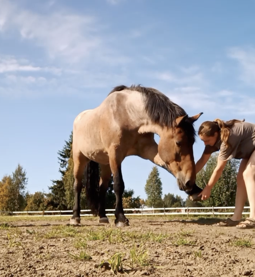 Fritz beim Dehnen Dein Weg mit deinem Pferd